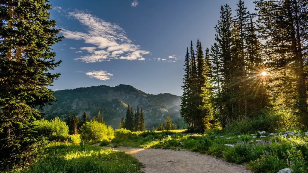 Free Spirit: Der Weg zum Erfolg