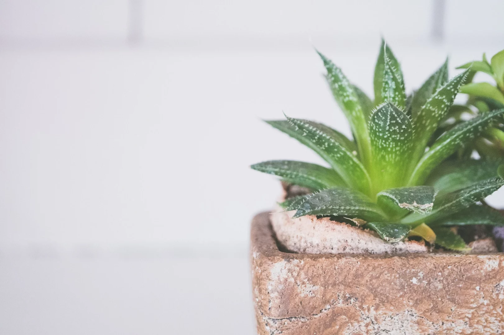 Aloe Vera (Echte-Aloe)