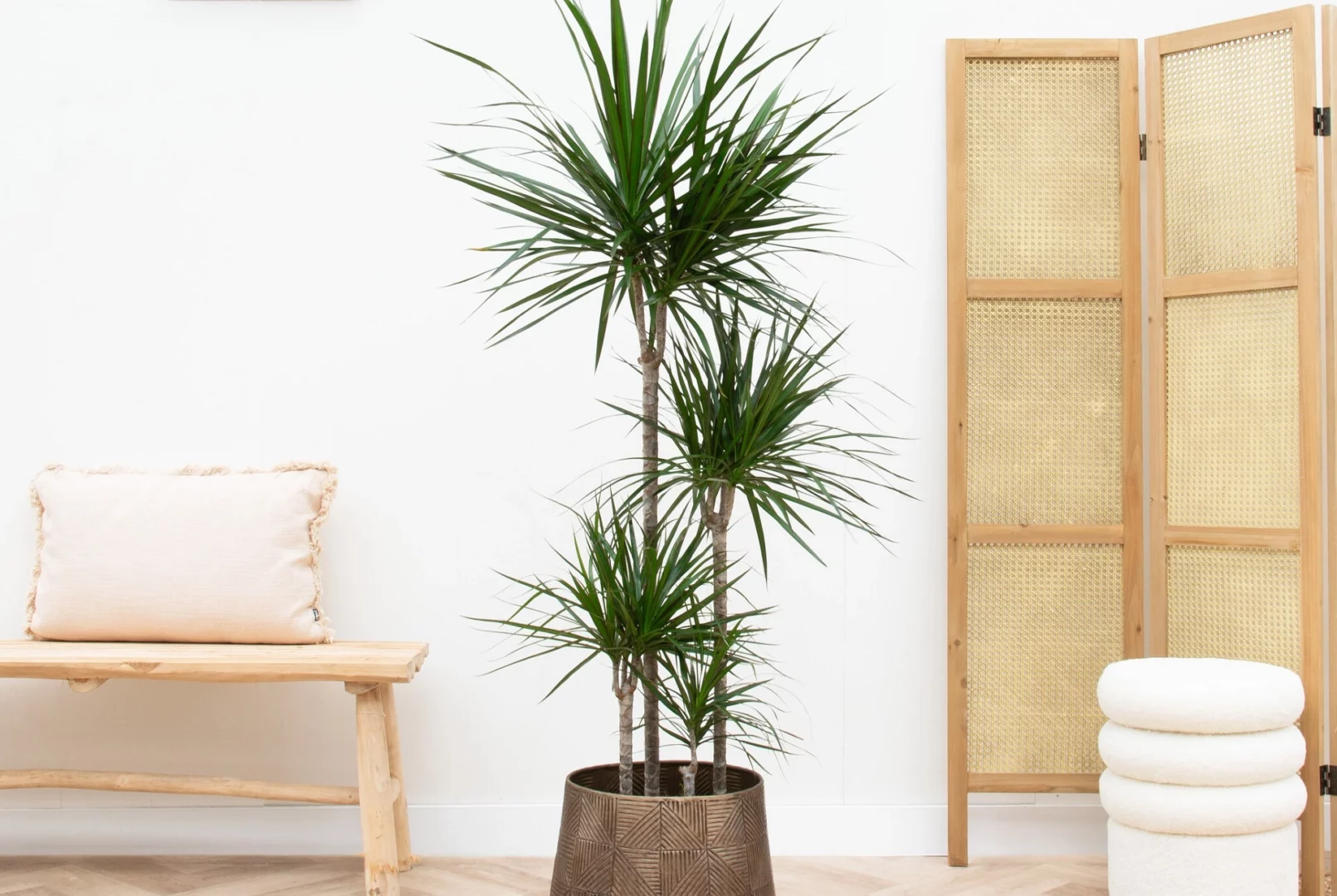Drachenbaum (Dracaena Marginata)