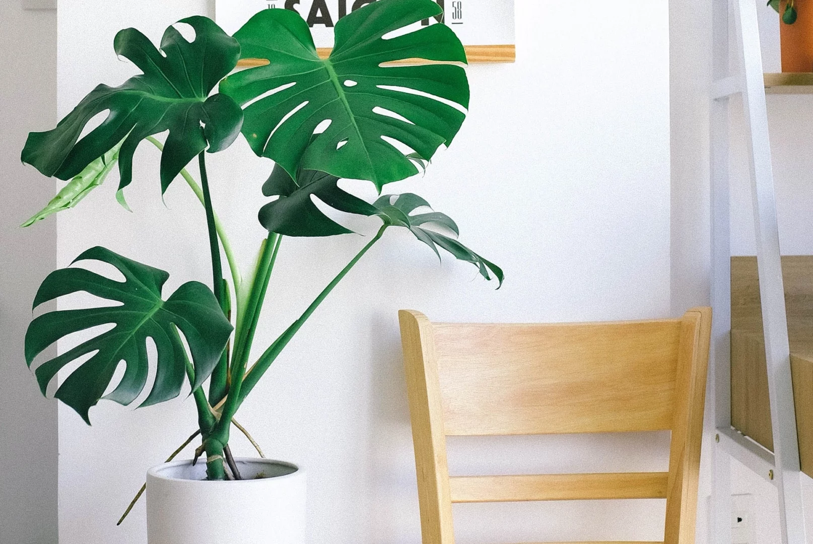 Fensterblatt (Monstera)