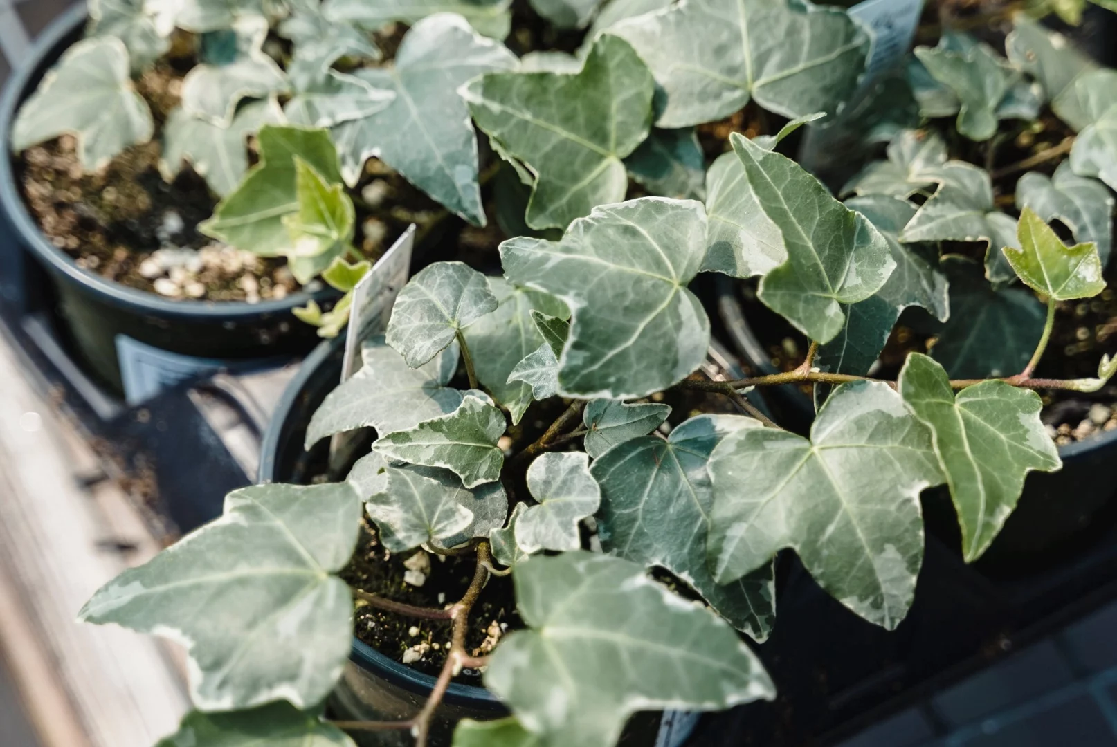 Gemeiner Efeu (Hedera-helix)