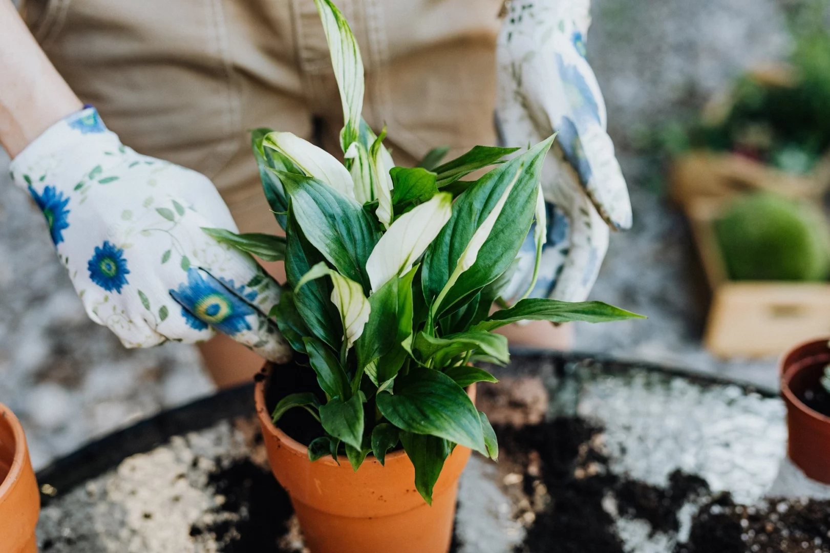 Scheidenblatt (Spathiphyllum wallisii)