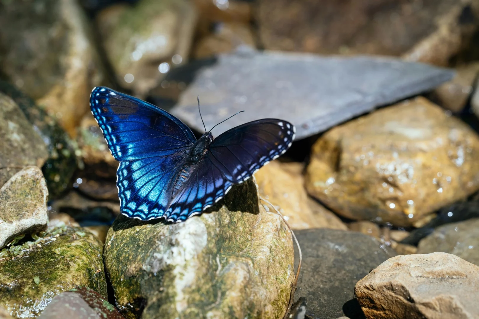 Blauer Schmetterling