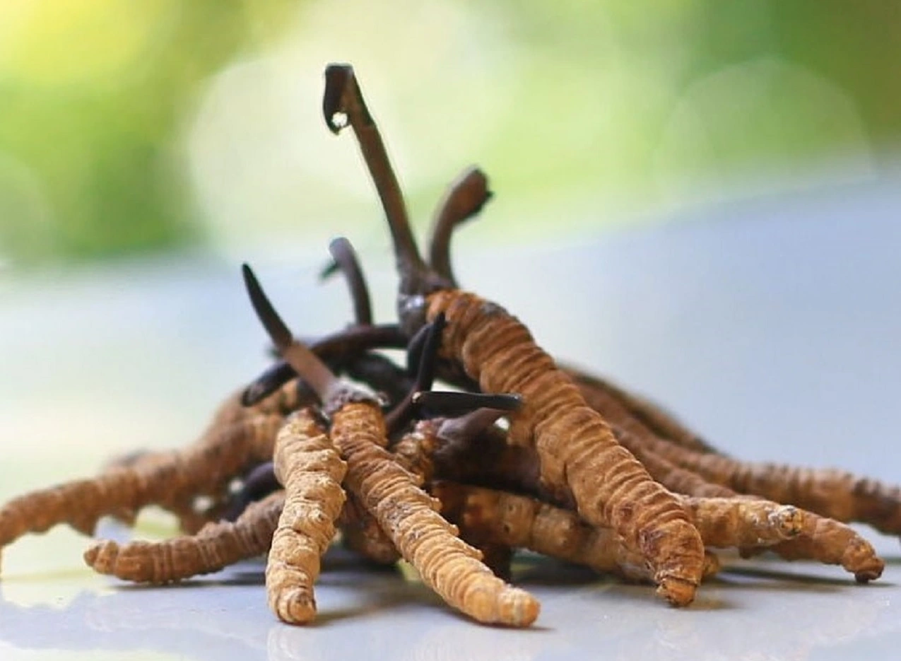 Cordyceps sinensis (Raupenpilz)