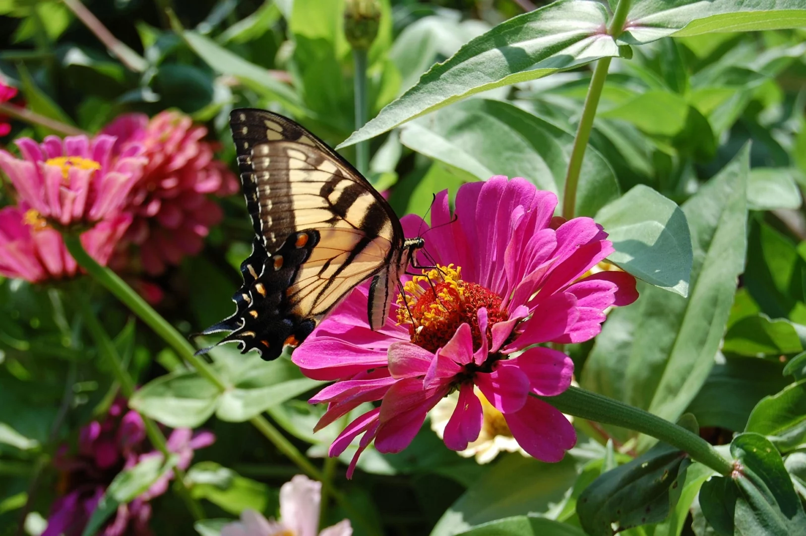 Der Gelbe Schmetterling