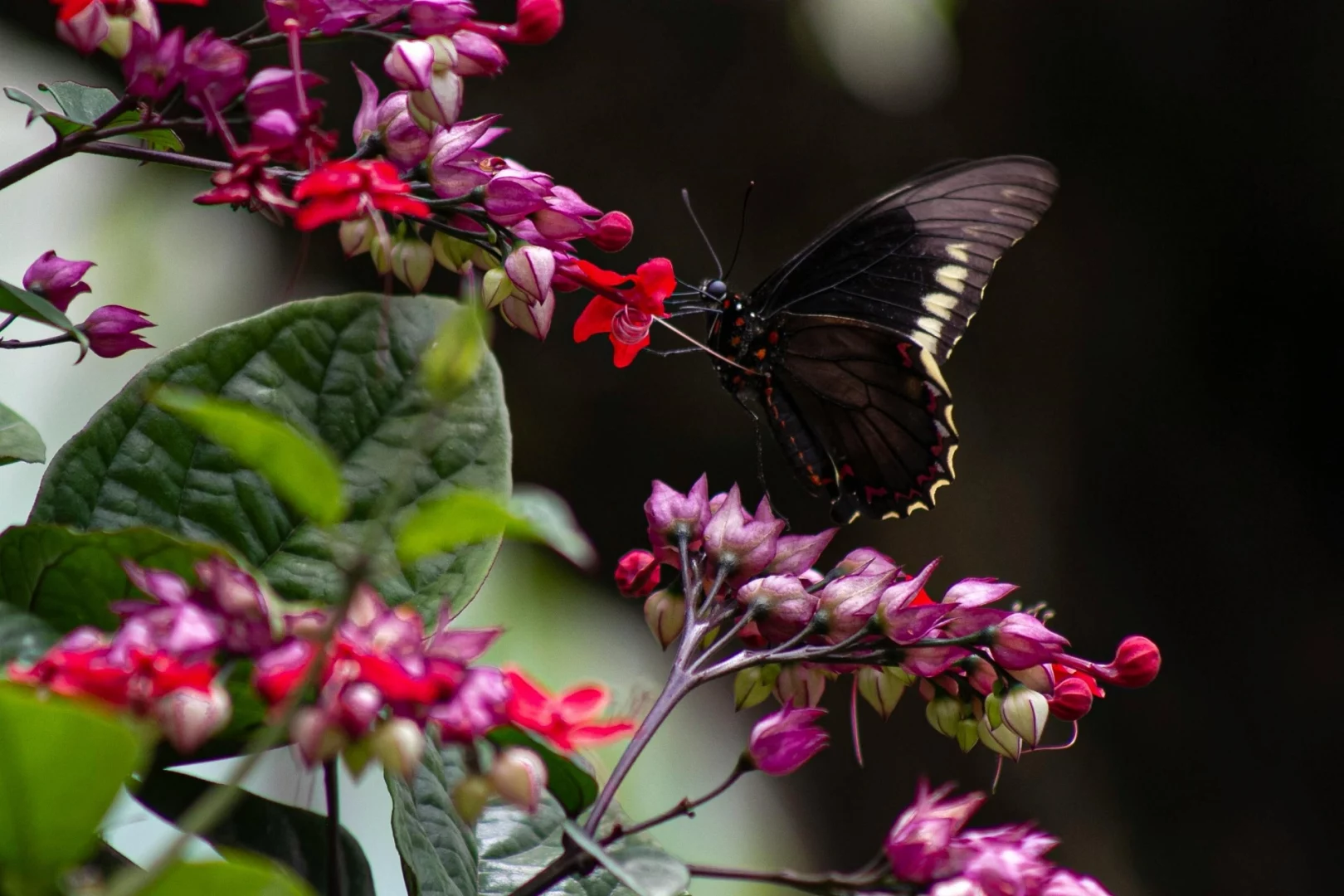 Der Schwarze Schmetterling die Schmetterling Bedeutung