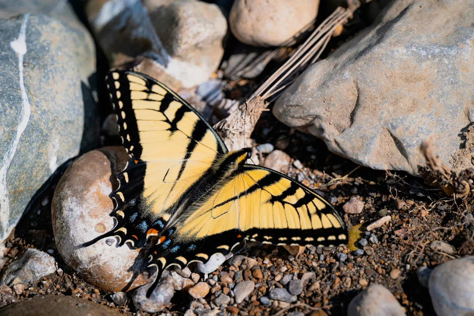Gelber Schmetterling