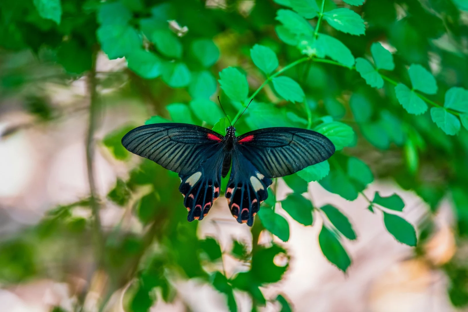 Schwarzer Schmetterling