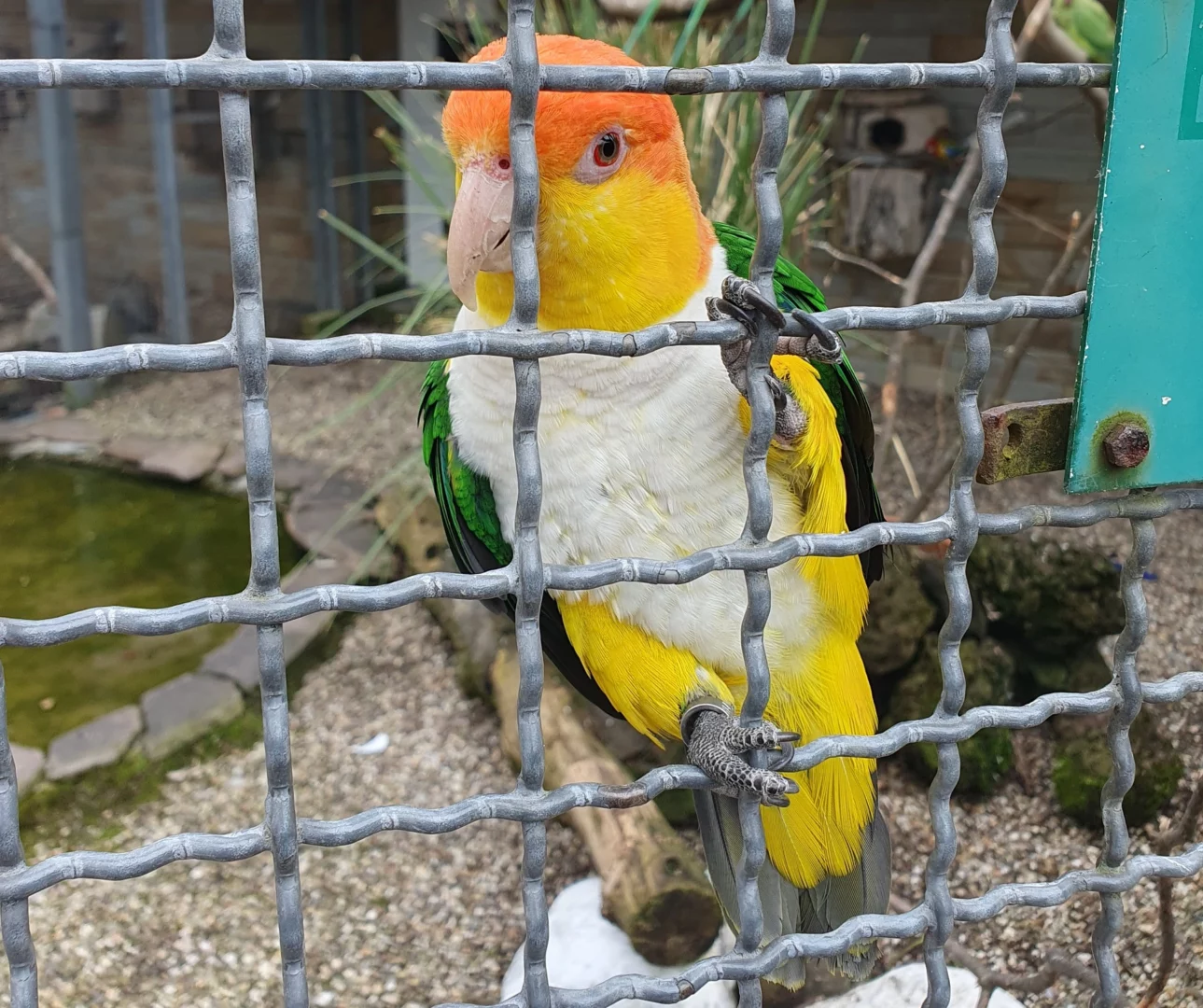Vögel im Grugapark Essen