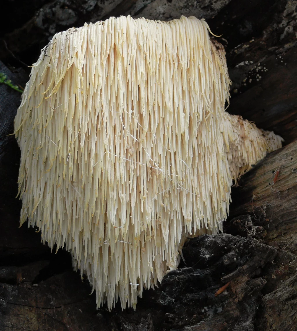 Löwenmähne Hericium Erinaceus