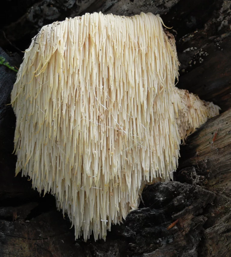 Löwenmähne Hericium Erinaceus