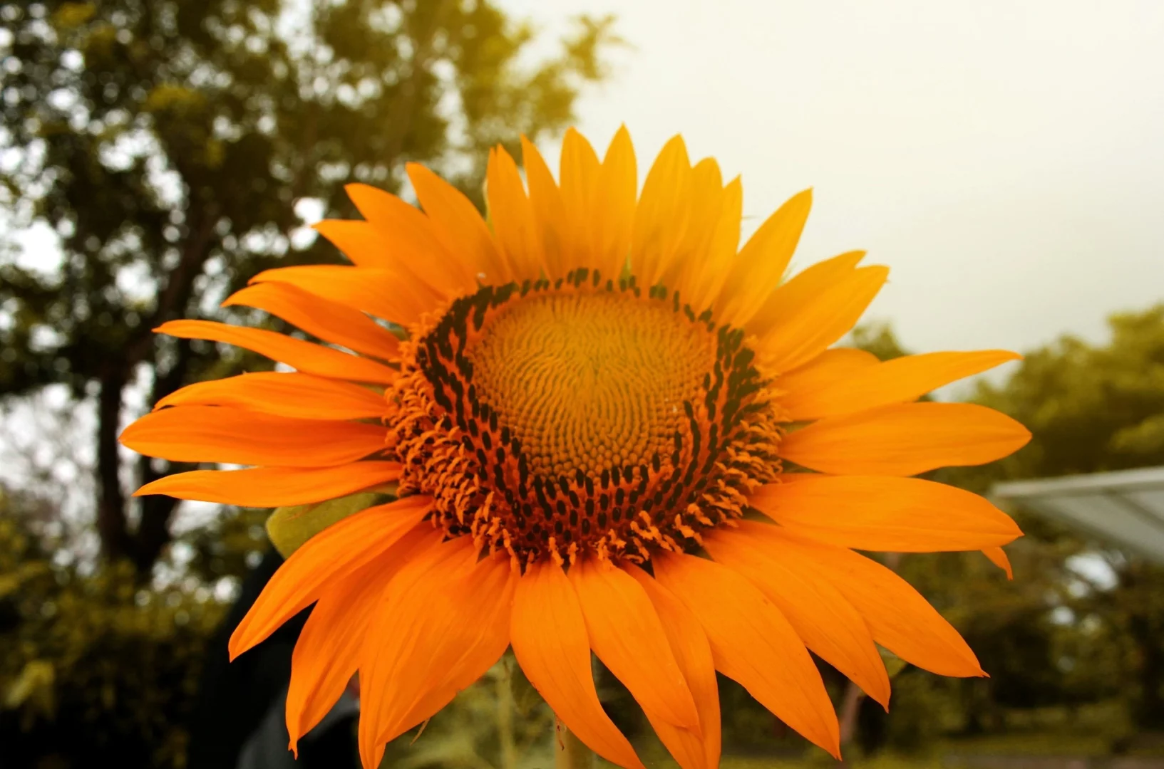 Sonnenblumenkerne wirklich gesund