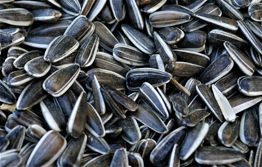 Sonnenblumenkerne gesund oder nicht